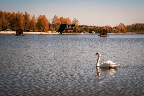 Hermoso Cisne Blanco Noble Flotando Lago — Foto de Stock