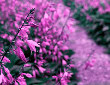 Şirin pembe çan çiçekleri güzel bokeh 'li bir bahçe yolunda