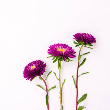 Beyaz arka planda izole edilmiş parlak şirin aster buketi.