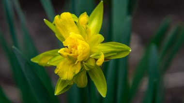 Parlak bahar, sarı çiçek açan nergisler yakın plan.