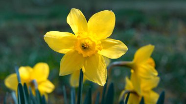 Parlak bahar, sarı çiçek açan nergisler yakın plan.