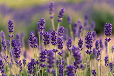 Sahada açan parlak renkli lavanta