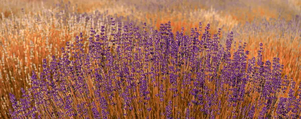 Sahada açan parlak renkli lavanta