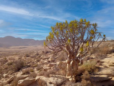 Uzak, kırsal bir alanda titreyen ağaç