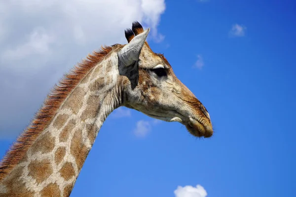 Giraffa Guardando Nella Lente Foto Stock Royalty Free