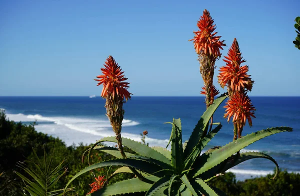 海に近いアロエ 東ケープ 南アフリカ ストック画像