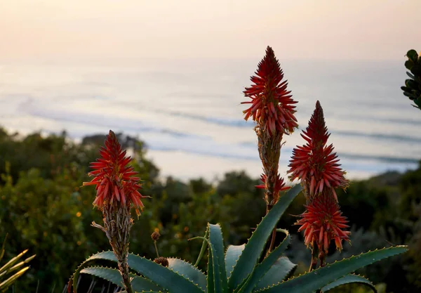 Deniz Kenarındaki Aloe Doğu Burnu Güney Afrika Stok Fotoğraf
