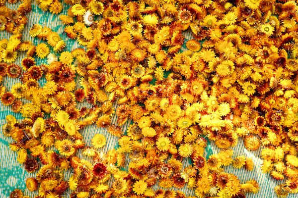 Arkaplan Olarak Renkli Çiçekler Telifsiz Stok Imajlar