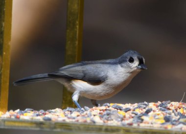 Close up tufted titmouse bird clipart