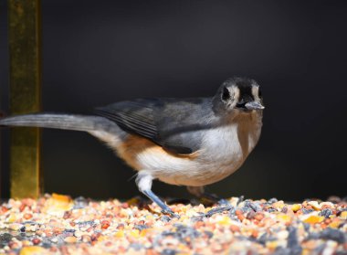 Close up tufted titmouse bird clipart