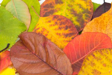 Renkli sonbahar yapraklarının arkaplanı, metin için kopyalama alanı. Yukarıdan görüntüle