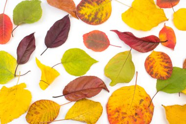 Beyaz arkaplanda renkli sonbahar yaprakları, metin için boşluk kopyala. Yukarıdan görüntüle