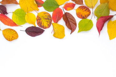 Beyaz arkaplanda renkli sonbahar yaprakları, metin için boşluk kopyala. Yukarıdan görüntüle