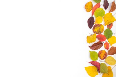 Beyaz arkaplanda renkli sonbahar yaprakları, metin için boşluk kopyala. Yukarıdan görüntüle