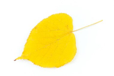 Autumn birch leaf isolated on white background. Autumn flora