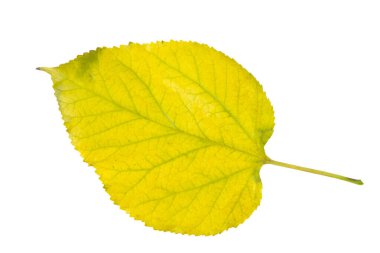 Autumn birch leaf isolated on white background. Autumn flora