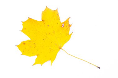 Sonbahar akçaağaç yaprağı beyaz arkaplanda izole edilmiş. Sonbahar yaprakları