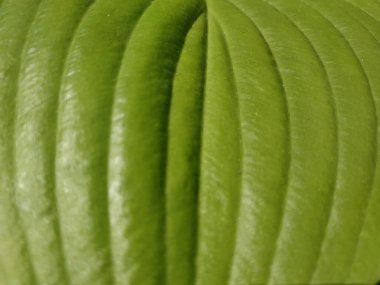 Yeşil yaprak konukçularının dışbükey yüzeyi, doku