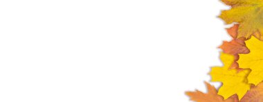 Sonbahar akçaağaç yaprağı beyaz arkaplanda izole edilmiş. Sonbahar yaprakları. Üst Manzara. Pankart