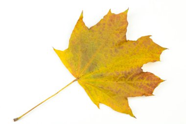 Sonbahar akçaağaç yaprağı beyaz arkaplanda izole edilmiş. Sonbahar yaprakları