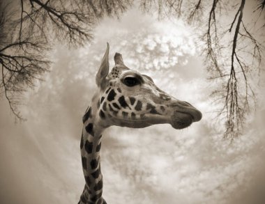 Balık gözü lensi kullanan bir zürafanın (zürafa camelopardalis) yakın çekimi..