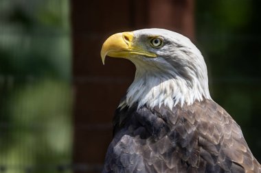 Kel bir kartalın (haliaeetus leucocephalus) yakın plan portresi. Bu bir kuş barınağında tutsak edilmiş bir hayvan..