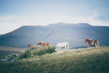 Dağlarda güzel bir koyun resmi