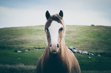 Dağlarda güzel bir koyun resmi