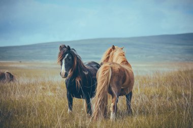 Dağlarda vahşi Welsh Dağı midillilerinin güzel bir fotoğrafı.