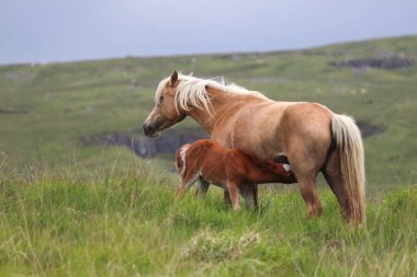 Dağlarda vahşi Welsh Dağı midillilerinin güzel bir fotoğrafı.