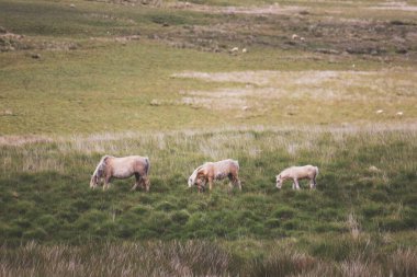 Dağlarda vahşi Welsh Dağı midillilerinin güzel bir fotoğrafı.