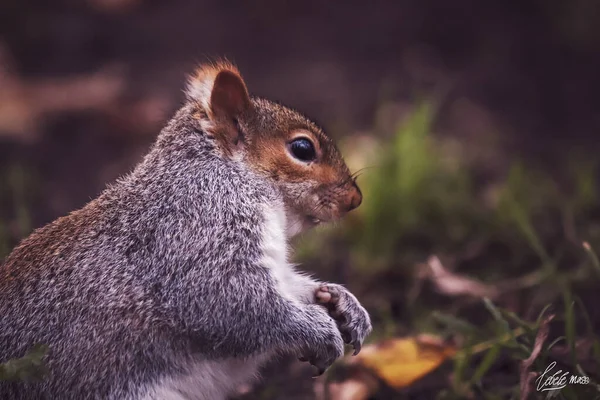 灰色可爱的小松鼠坐在草地上 — 图库照片