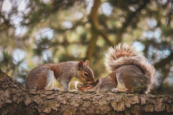 Graue Niedliche Kleine Eichhörnchen Sitzen Auf Einem Ast Eines Baumes — Stockfoto