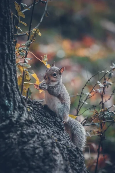 Grey Cute Little Wiewiórka Siedzi Gałęzi Drzewa Parku — Zdjęcie stockowe