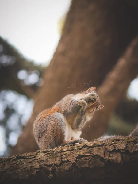 Petit Écureuil Gris Mignon Assis Sur Une Branche Arbre Dans — Photo
