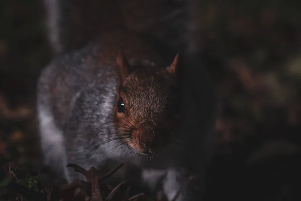 一只可爱的毛茸茸的松鼠的特写镜头 — 图库照片