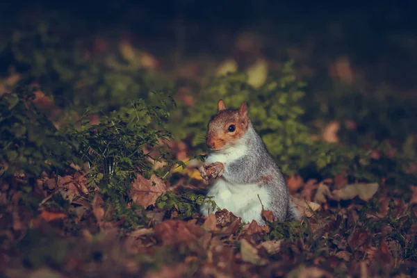 Grey Cute Little Squirrel Sitting Grass — Stock Photo, Image