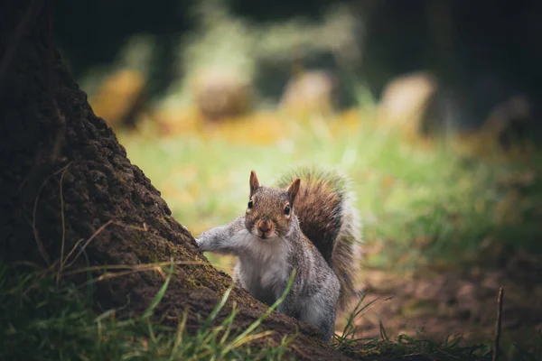 공원에 나뭇가지에 회색귀여운 다람쥐 — 스톡 사진