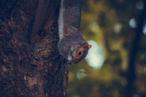 公園の木の枝に座っている灰色のかわいいリス — ストック写真