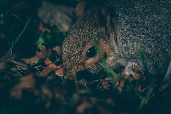 귀여운 다람쥐의 — 스톡 사진