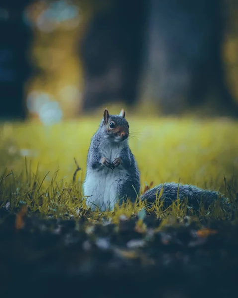 Grey Cute Little Wiewiórka Siedzi Gałęzi Drzewa Parku — Zdjęcie stockowe