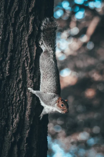 공원에 나뭇가지에 회색귀여운 다람쥐 — 스톡 사진