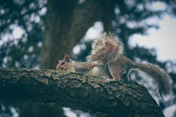 在公园的树枝上坐着灰色可爱的小松鼠 — 图库照片