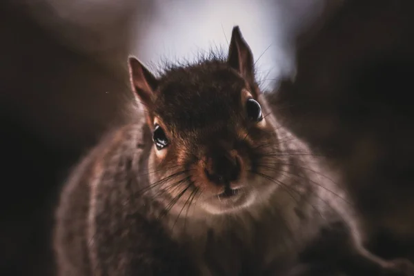一只灰色可爱的小松鼠的特写照片 — 图库照片