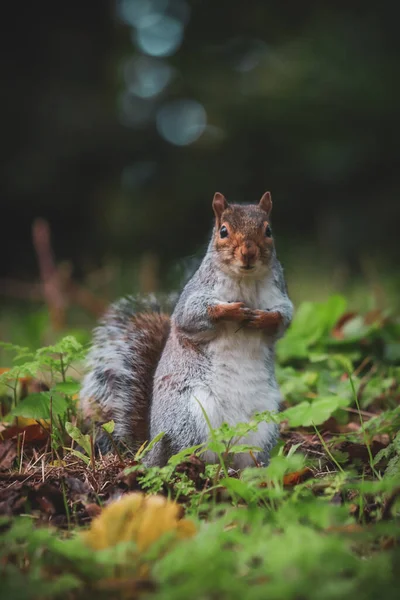 Cinza Bonito Pequeno Esquilo Sentado Uma Grama — Fotografia de Stock