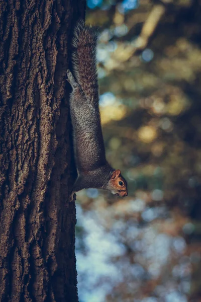 公園の木の枝に座っている灰色のかわいいリス — ストック写真