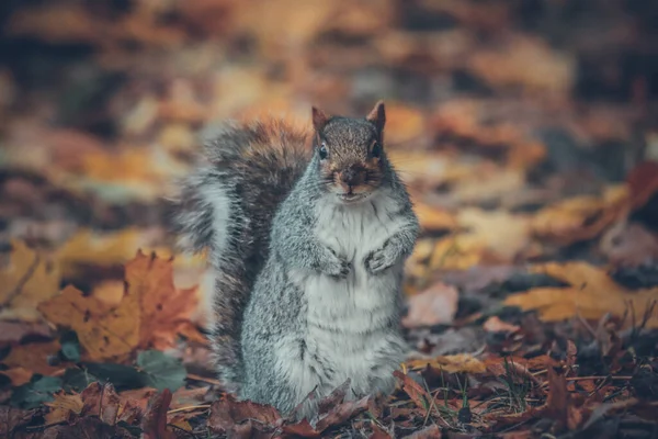 灰色可爱的小松鼠坐在公园的树枝上 — 图库照片
