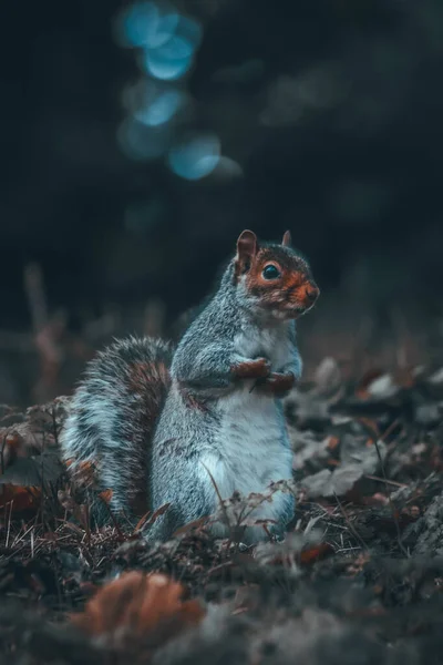 풀밭에 귀여운 다람쥐 — 스톡 사진
