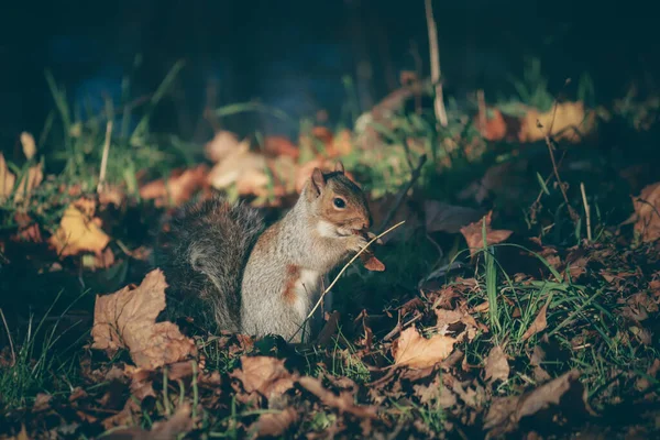 灰色可爱的小松鼠坐在草地上 — 图库照片
