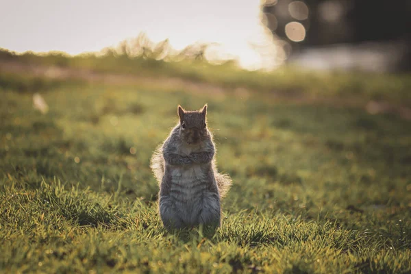 Cinza Bonito Pequeno Esquilo Sentado Uma Grama — Fotografia de Stock